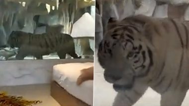 Tiger Room in A Hotel in China's Nantong Sparks Debate Online, Property Shut (Watch Video)